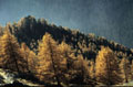 <center>Le brouillard ne parvient pas à éteindre le feu des mélèzes. mélèze alpes automne grand paradis 